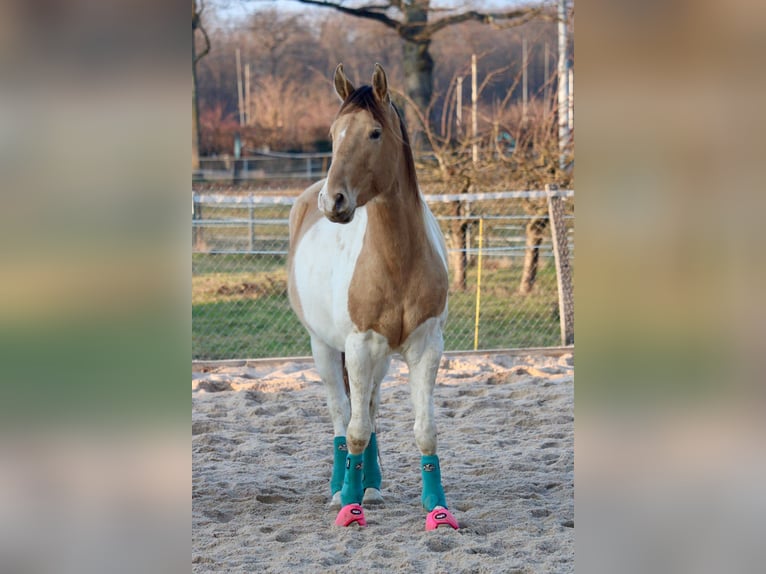 American Paint Horse Castrone 5 Anni 155 cm  in Riehen
