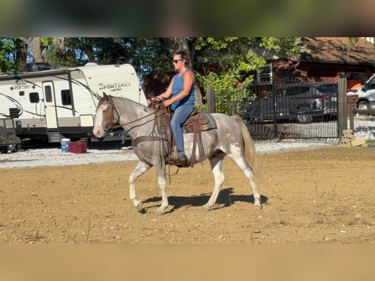 American Paint Horse Castrone 5 Anni 155 cm Sabino in Mantua