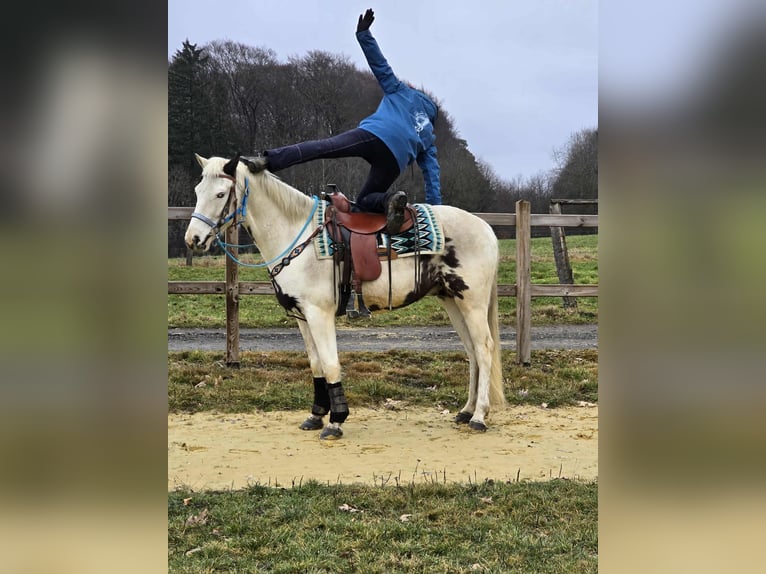 American Paint Horse Mix Castrone 5 Anni 156 cm Pezzato in Linkenbach