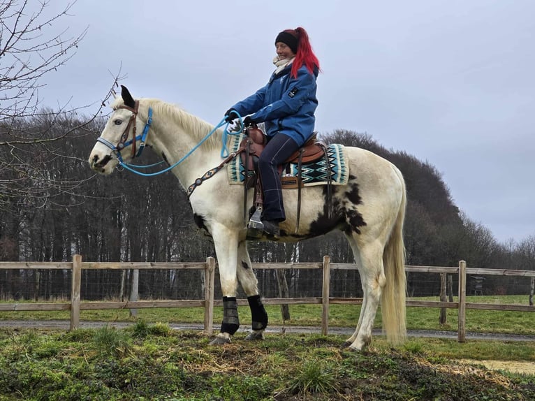 American Paint Horse Mix Castrone 5 Anni 156 cm Pezzato in Linkenbach