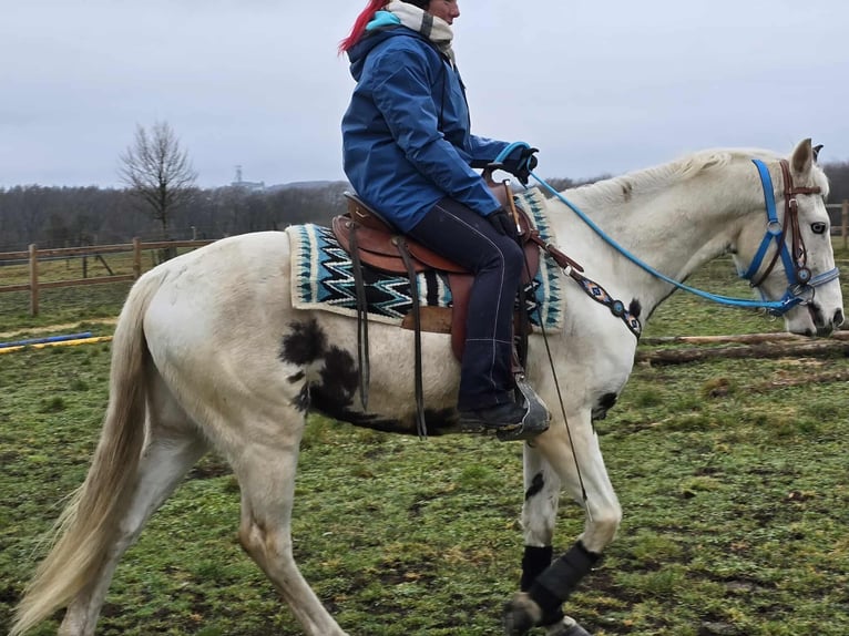 American Paint Horse Mix Castrone 5 Anni 156 cm Pezzato in Linkenbach