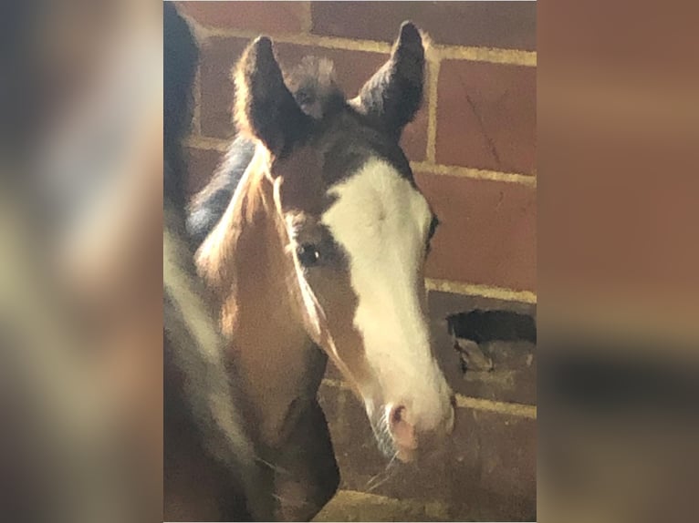 American Paint Horse Castrone 5 Anni 157 cm Baio roano in Sheffield