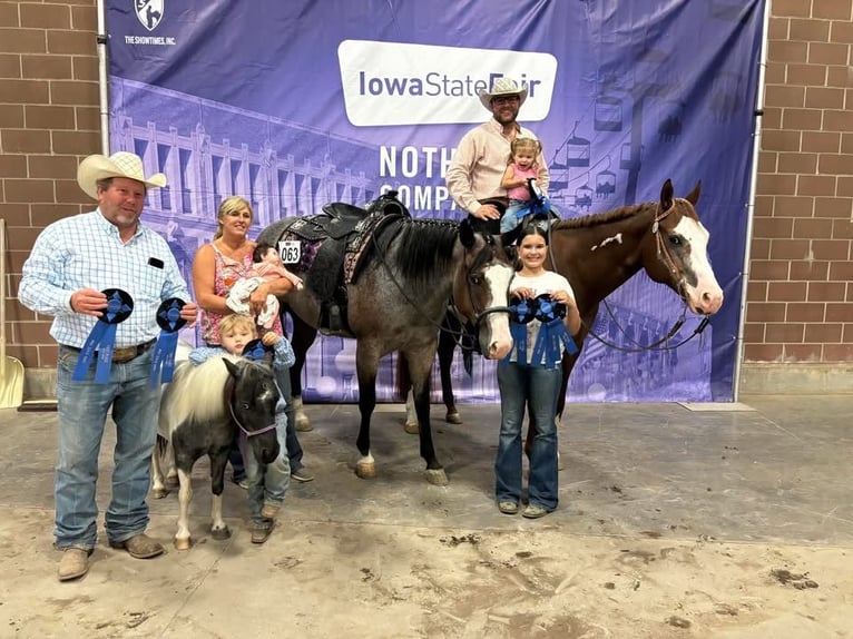 American Paint Horse Castrone 5 Anni 157 cm Baio roano in Sheffield