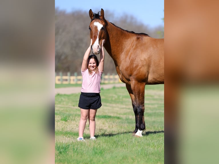 American Paint Horse Castrone 5 Anni 157 cm Falbo in Forney