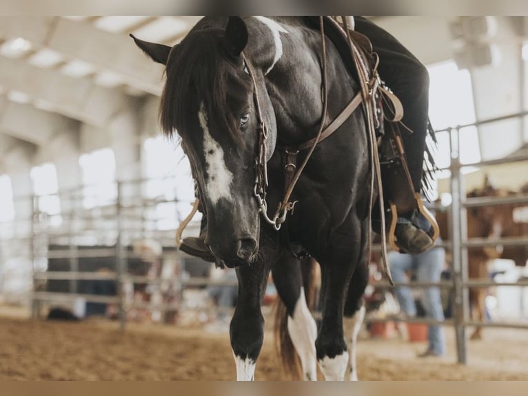 American Paint Horse Castrone 5 Anni 157 cm Morello in Micanopy