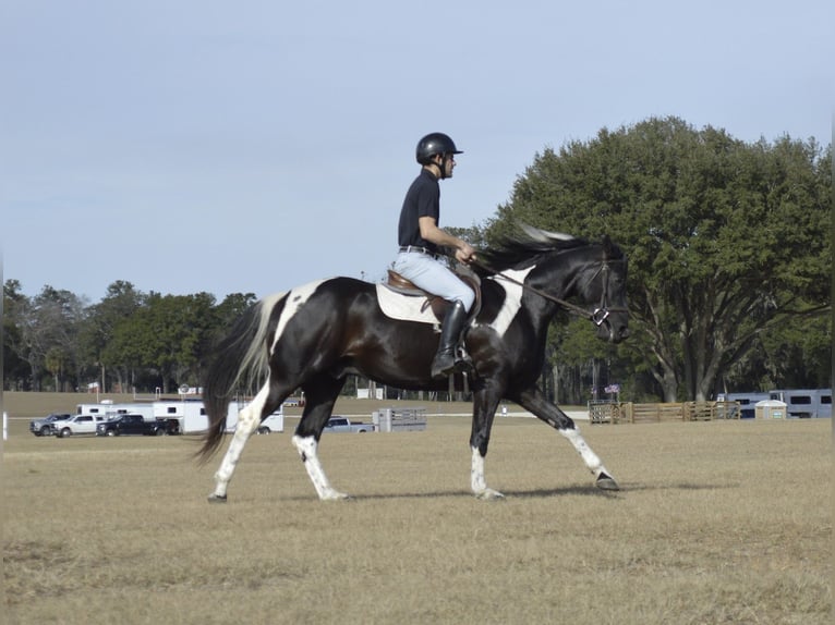American Paint Horse Castrone 5 Anni 157 cm Morello in Micanopy