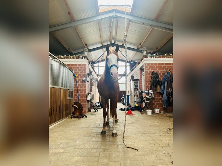 American Paint Horse Castrone 5 Anni 157 cm Overo-tutti i colori in Steyerberg