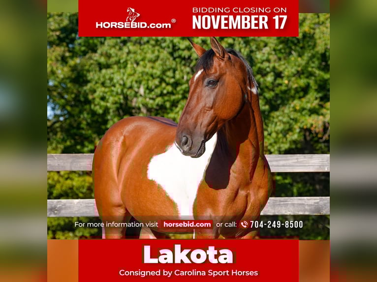 American Paint Horse Mix Castrone 5 Anni 157 cm Pezzato in Clover