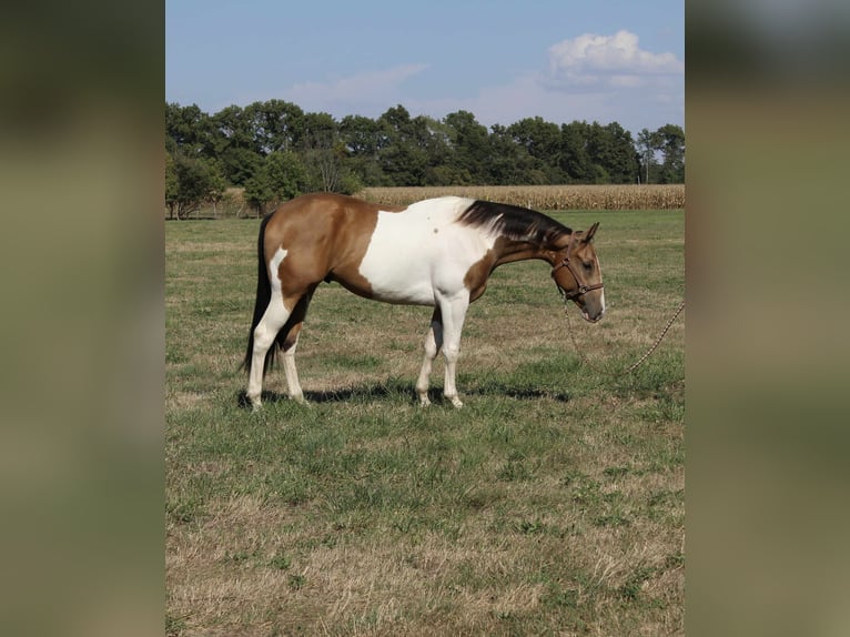 American Paint Horse Castrone 5 Anni 157 cm Pezzato in Brownstown