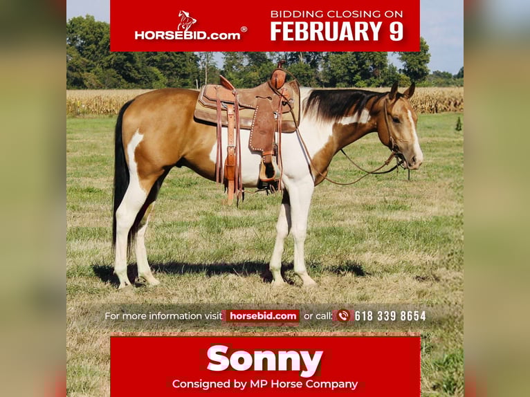 American Paint Horse Castrone 5 Anni 157 cm Pezzato in Brownstown