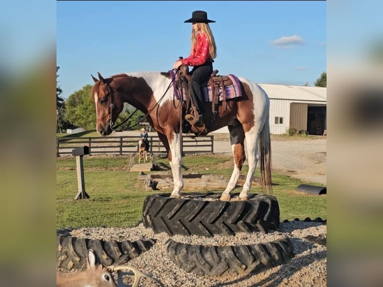 American Paint Horse Castrone 5 Anni 157 cm Tobiano-tutti i colori in Robards
