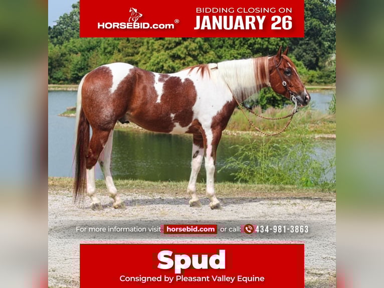 American Paint Horse Castrone 5 Anni 157 cm Tobiano-tutti i colori in Robards