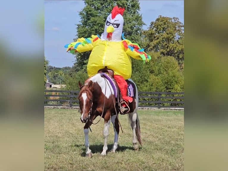American Paint Horse Castrone 5 Anni 157 cm Tobiano-tutti i colori in Robards