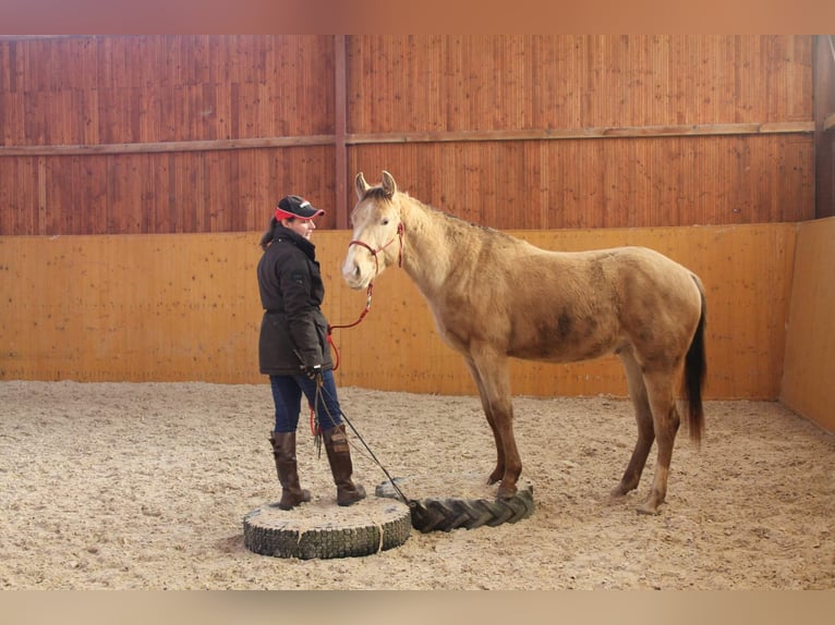 American Paint Horse Castrone 5 Anni 158 cm Champagne in Ceske Budejovice