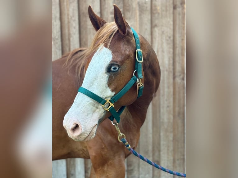American Paint Horse Castrone 5 Anni 160 cm Sauro in Böhme