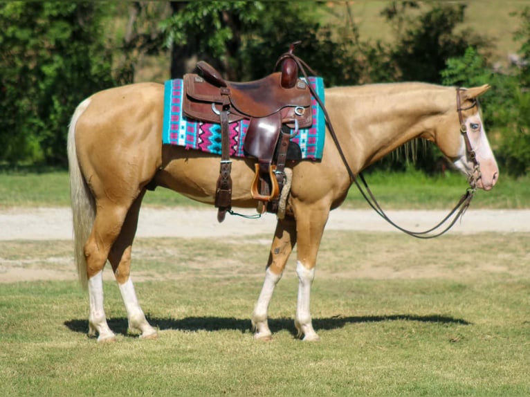 American Paint Horse Castrone 5 Anni Overo-tutti i colori in Whitesboro