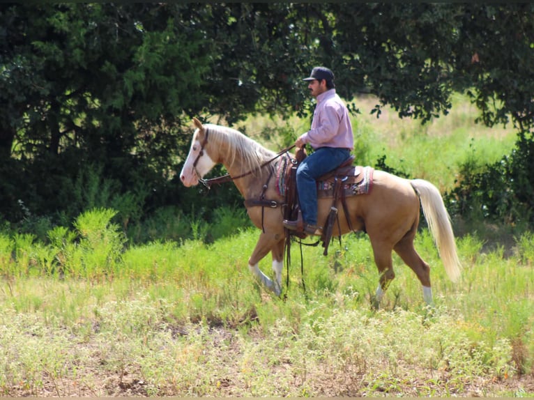 American Paint Horse Castrone 5 Anni Overo-tutti i colori in Whitesboro