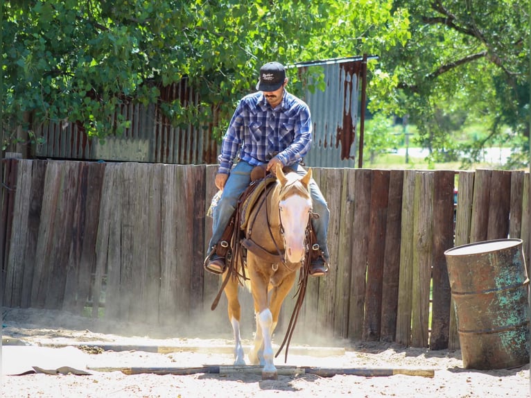 American Paint Horse Castrone 5 Anni Overo-tutti i colori in Whitesboro