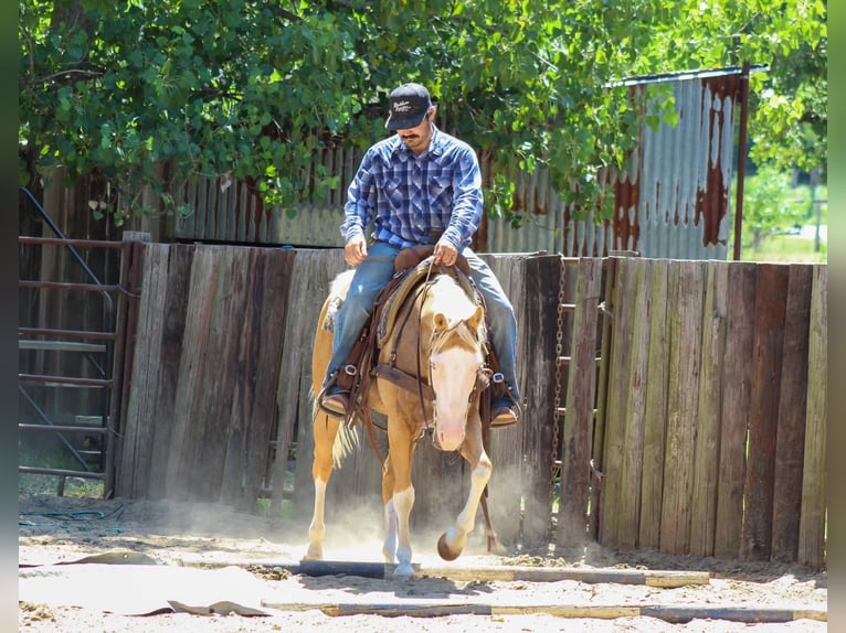 American Paint Horse Castrone 5 Anni Overo-tutti i colori in Whitesboro