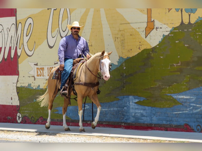 American Paint Horse Castrone 5 Anni Palomino in Whitesboro