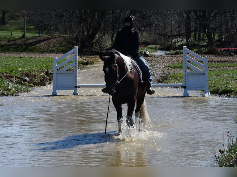 American Paint Horse Mix Castrone 5 Anni Pezzato in Strasburg