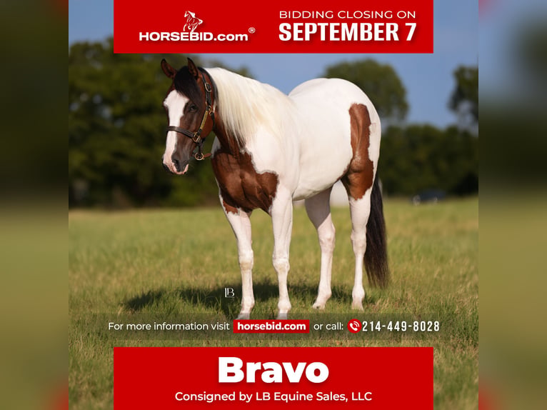 American Paint Horse Castrone 5 Anni Pezzato in Terrell