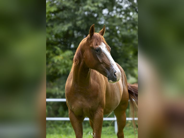 American Paint Horse Castrone 5 Anni Sauro in Cassano D'Adda