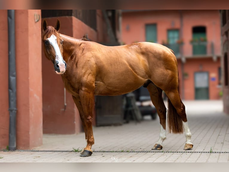 American Paint Horse Castrone 5 Anni Sauro in Cassano D'Adda