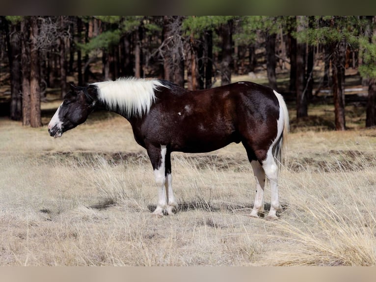 American Paint Horse Castrone 5 Anni Tobiano-tutti i colori in Cottonwood AZ