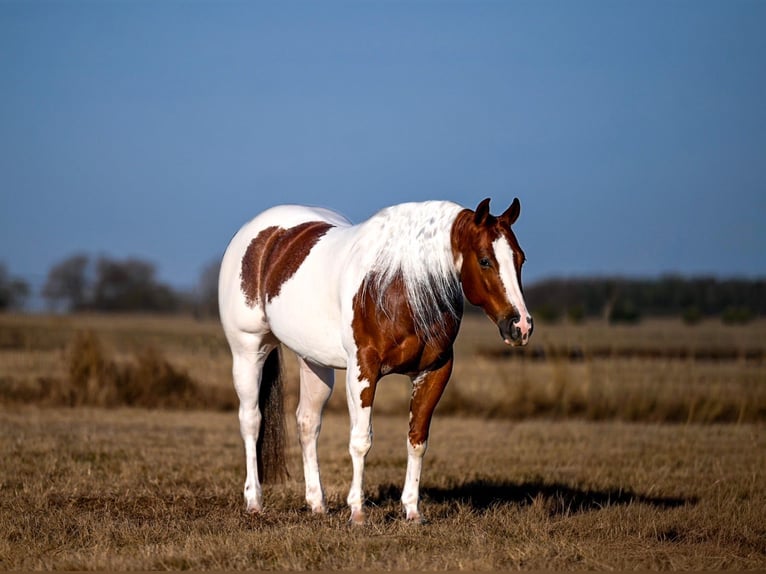 American Paint Horse Castrone 6 Anni 145 cm Pezzato in Waco