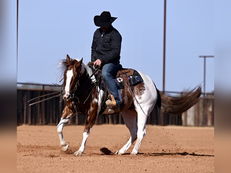 American Paint Horse Castrone 6 Anni 145 cm Pezzato in Waco