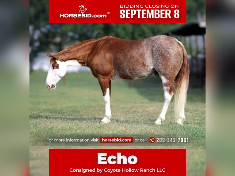 American Paint Horse Castrone 6 Anni 145 cm Tobiano-tutti i colori in Mount Vernon, TX