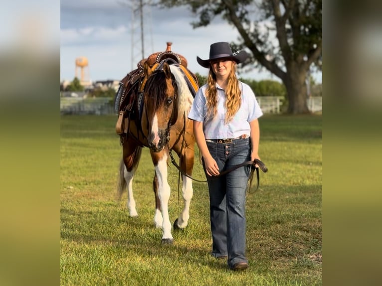 American Paint Horse Castrone 6 Anni 147 cm Falbo in Battle Creek