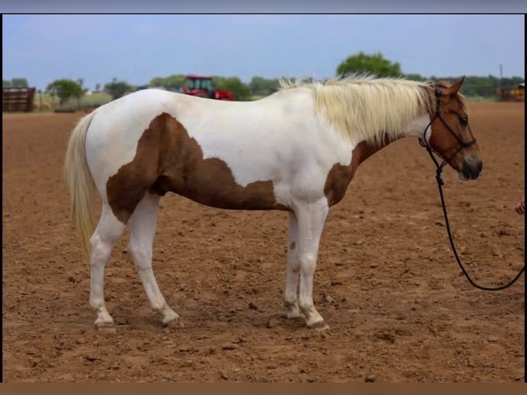 American Paint Horse Castrone 6 Anni 147 cm Pezzato in Stephenville