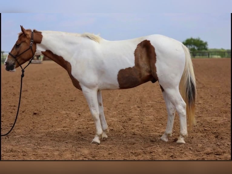 American Paint Horse Castrone 6 Anni 147 cm Pezzato in Stephenville