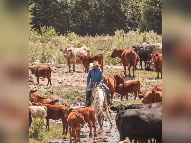 American Paint Horse Castrone 6 Anni 147 cm Pezzato in Ranger