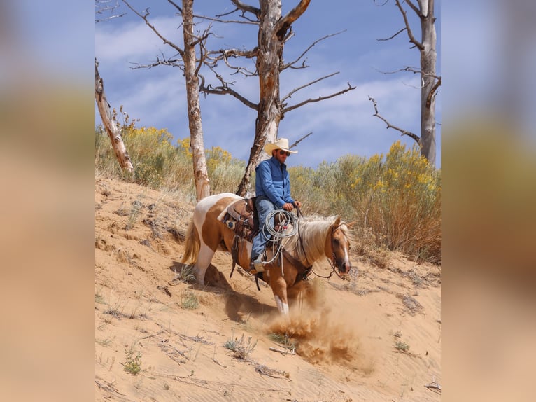 American Paint Horse Castrone 6 Anni 147 cm Pezzato in Ranger