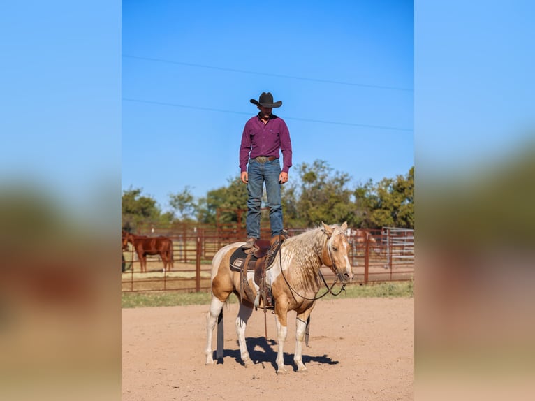 American Paint Horse Castrone 6 Anni 147 cm Pezzato in Ranger