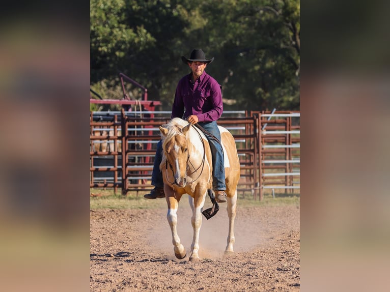 American Paint Horse Castrone 6 Anni 147 cm Pezzato in Ranger