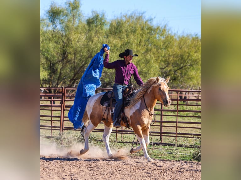 American Paint Horse Castrone 6 Anni 147 cm Pezzato in Ranger