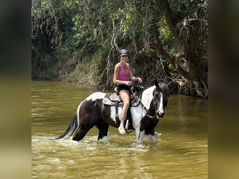 American Paint Horse Castrone 6 Anni 147 cm Pezzato in Weatherford