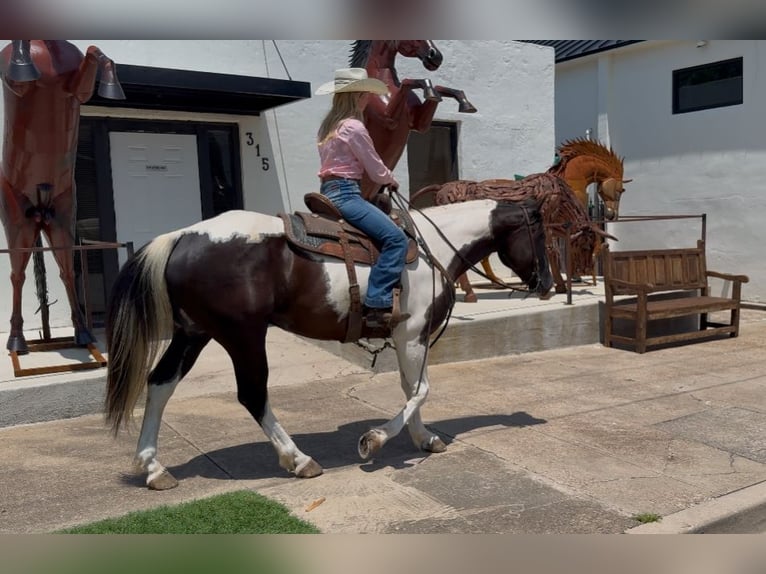 American Paint Horse Castrone 6 Anni 147 cm Pezzato in Weatherford