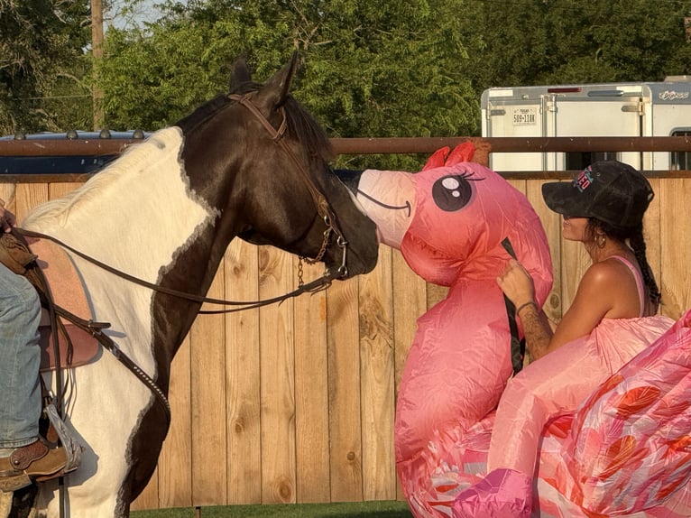 American Paint Horse Castrone 6 Anni 147 cm Pezzato in Weatherford