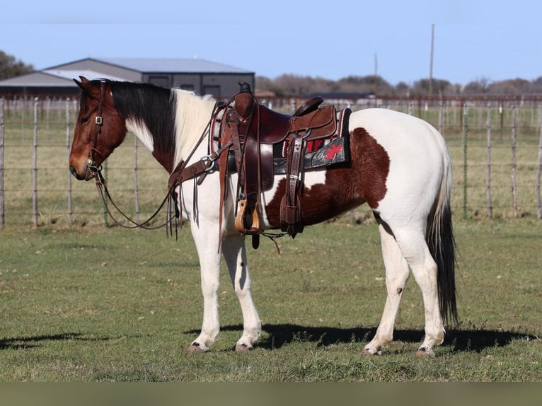 American Paint Horse Castrone 6 Anni 147 cm Tobiano-tutti i colori in Lipan TX