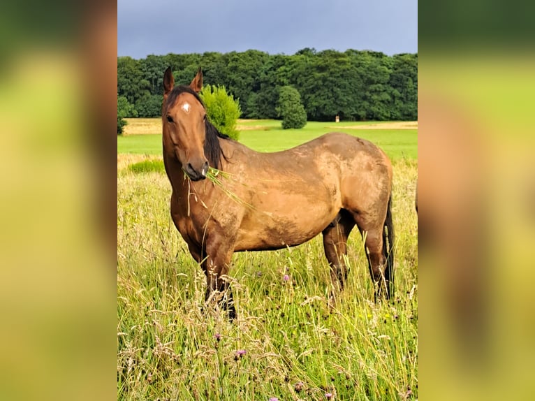 American Paint Horse Castrone 6 Anni 150 cm Baio in Waldmühlen
