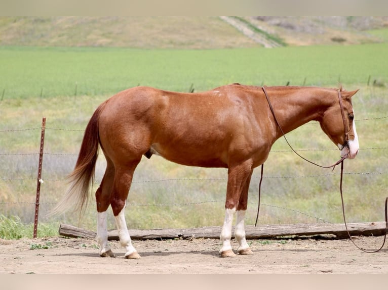 American Paint Horse Castrone 6 Anni 150 cm Sauro scuro in Bitterwater CA