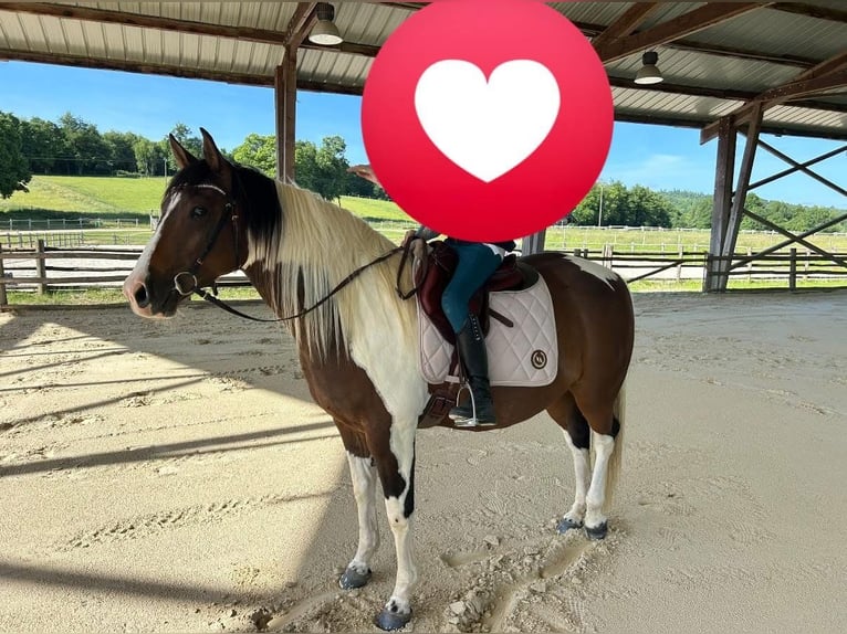 American Paint Horse Castrone 6 Anni 150 cm Tobiano-tutti i colori in Limoges