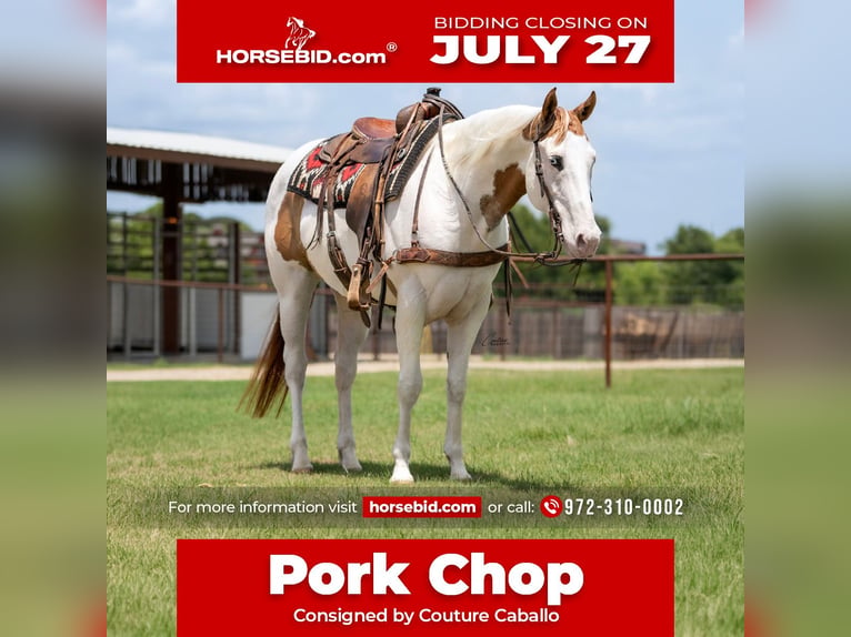 American Paint Horse Castrone 6 Anni 152 cm Falbo in Fort Worth