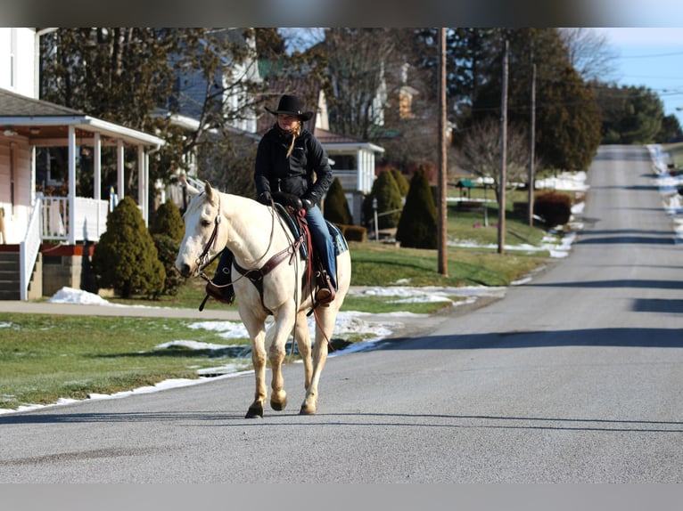 American Paint Horse Castrone 6 Anni 152 cm Palomino in Clarion