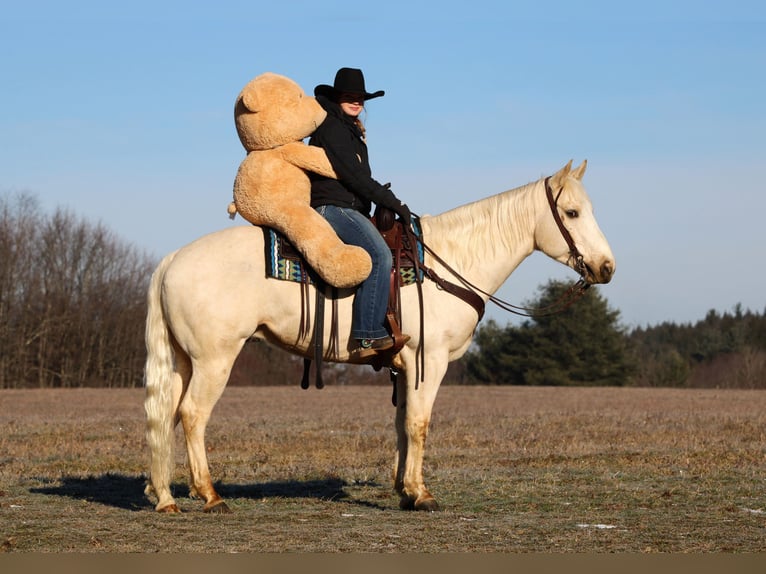 American Paint Horse Castrone 6 Anni 152 cm Palomino in Clarion